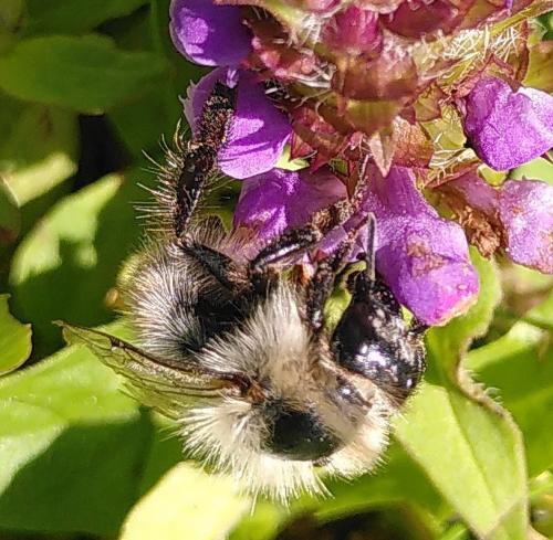 Bombus sp.